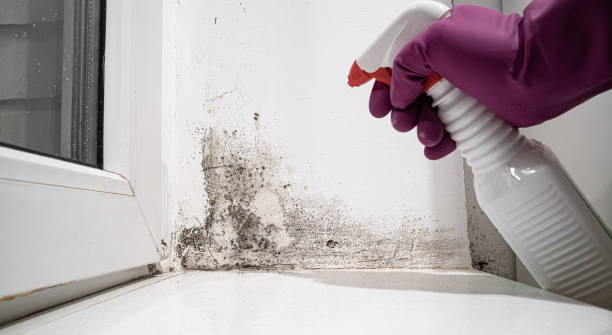 Best Local water damage restoration  in Munsons Corners, NY